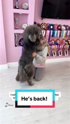 Rupert’s Big Poodle Transformation Revealed