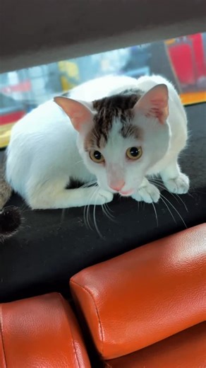 Ricardo Garcia on Instagram: "Escuchastes bien❗️❗️❗️ Alfombras 5D el día 24,25 Navidad y 26! De diciembre Aprovecha la ganga que tenemos para tí! ✅️ Feliz navidad 🎄🤶🎅🎅🎅 al 6681-4146 📱 ✅️ Alfombra 5d Para TOYOTA Oferta de alfombra 5D alta gama Honda City 2014-2018 Honda CRV 2017- Honda CRV2012-2016 Toy Corolla 2019- Toyota Yaris 2012- Toyota Yaris 2023- Toyota yaris cross Toyota Corolla cross Toyota Raize Toyota Rush 4PCS Toyota RAV4 2013- Toyota RAV4 2019- Toyota innova 4pcs Hiace 2014- te