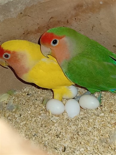 Breeder Pair Lovebirds with Eggs: A Closer Look