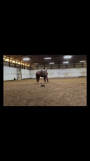 Sacking out this 2YO I just got in. This big guy, is pretty and strong; can’t wait to get on him. There’s a breaking point to any horse right above their poll. If you can get them quiet right above there they will be less spooky and less reactive long term. Works on any age horse. You can in fact teach an old dog new tricks. | Madison Hallas