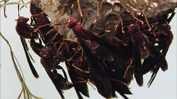 Swamp People Season 4 Episode 4 Bad Mojo