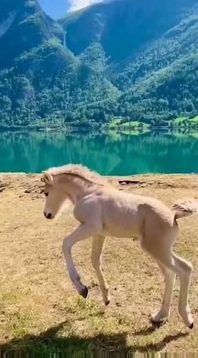 So cute 🥰🥰 | I Love Horses