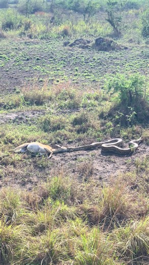 Exploring African Rock Pythons in Queen Elizabeth National Park
