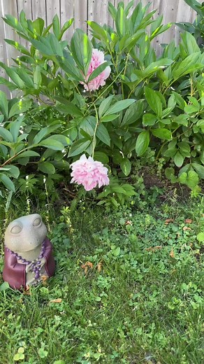 we had to HOP on this and show em how we do it… froggy style #wizardfrog #spark #dnb #edit #fyp #frogs #dancing #xybca