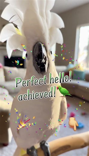 Cockatoo Perfectly Says Hello – Talking Parrot Moment 🦜🗣️ #Cockatoo #TalkingParrot #ParrotHello