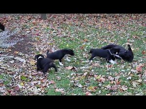 Border Collie Mix Puppies For Sale
