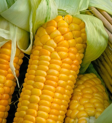 Sweetcorn 'Golden Bantam'