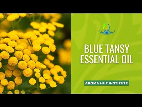Blue Tansy Essential Oil Benefits and Uses