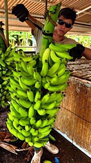 MANUAL HARVESTING AND HANDLING OF GREEN BANANAS