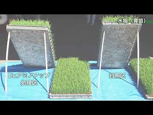 Dr.アミノアップ使用法_水稲（密植育苗〜出穂期散布）
