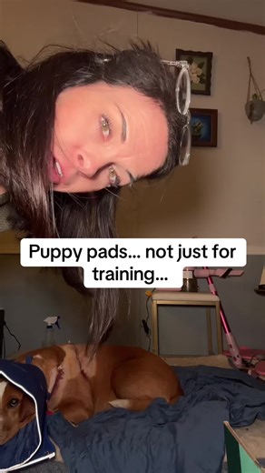 Protect Your Pet's Bed with Washable Puppy Pads