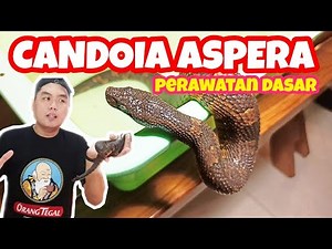 CANDOIA ASPERA / MONO TANAH , PERAWATAN DASAR
