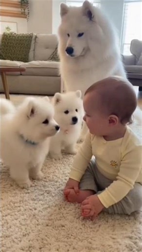 Baby & Three Samoyeds Bark Together