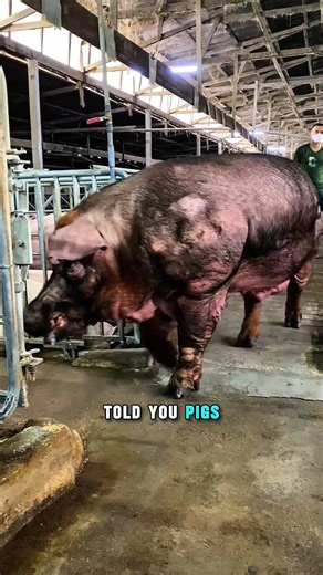 Pigs Are Smarter Than You Think… And It’s Kind of Scary