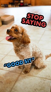 100K views · 2.8K reactions | Saying “sit” as a cue/command for the...