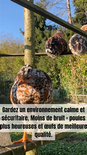 Comment bien élever vos poules facilement | Astuces pour un Éco-Jardin
