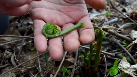 Wild Pickled Fiddleheads (Dill | 250ml - 8oz) | Local | West Coast Wild Foods