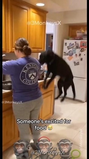 🤣 Dogs So Happy You’ll Instantly Smile! | Funny Dog Compilation | 3MonkeysX