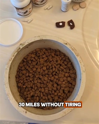 Wolves eat THIS first. Your dog never gets it. That's why they're itching, exhausted, and aging too fast. 47,000+ dogs transformed in 30 days with the "Wolf Ratio" - the 5 organ nutrients your dog desperately needs but kibble never provides. One teaspoon of Alpha Organ Blend on their regular food = ancestral nutrition. Try now risk free! 90 Day Money Back Guarantee + Up to 57% OFF. Learn More  https://get.wolfroots.com/LP1-1756289600531311 | WolfRoots | Facebook