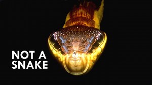 Mimicry: The Most Fascinating of Animal Weapons