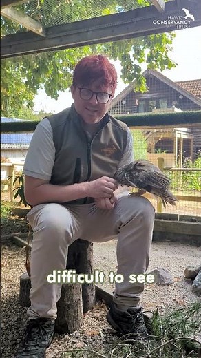 The call of a Long-eared Owl