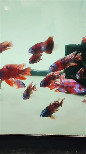 Finally Dec 1st megashipment !!! Hand picked !! exact fish, Direct source Star spangle banner Multicolor Captian Americas and Super Reds Coming to America !!! Dec 1. Any quantity make your preorders no edit no color lighting no hormones !!!!!!! #captainamerica #redwhiteblue #hybrid #hybridcichlids #africancichlid #color #colors #superred #starspangledbanner #america #cichlid #cichlids | Tee Cee