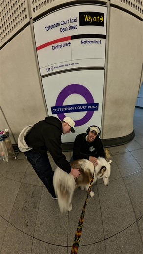 Traveling with My Siberian Husky in London