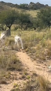 🤍Dogo La Cocha 🤍 Petcolonyusa.com . . . . #petcolonyusa #dogoargentino #luxurydogcollars #dogoargentinolovers #dogaccessories #dogolacocha | Pet Colony USA