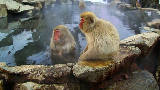Study: Japanese Macaques Bathe in Hot Springs to Reduce Cold-Climate Stress | Biology | Sci-News.com