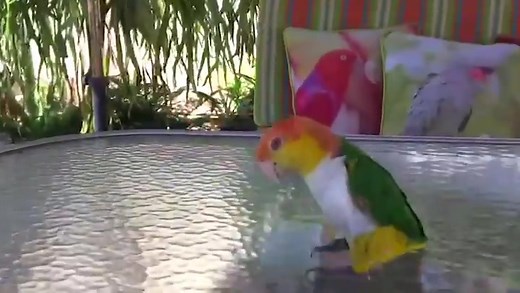 656K views · 10K reactions | It’s #motivationmonday and Rio is ready to help you get pumped up to face the week ahead! #parrot #thriller #dance #wildlife We do not own the rights to this music | Santa Barbara Bird Sanctuary | Facebook