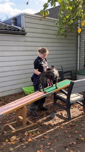 13K views · 129 reactions | Mini Mouse leert snel  Karlijn oefent met MM de wip, volgende filmpje straks  | Stichting Dierenasiel Tiel | Facebook