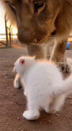 Tiny White Kitten Stands Up to Male Lion 🐱🦁#shorts