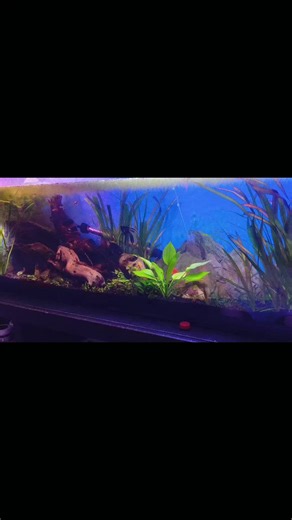 My 55 gallon community tank #fishtok #fish #aquarium #angelfish #pleco | fish