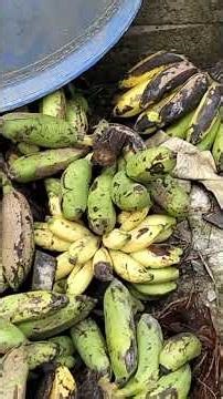 memanfaatkan buah pisang apkiran buat pakan ternak #wongpaculgaess