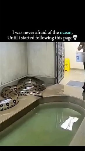 Wild on Instagram: "The post shares a 15-second video of zookeepers draining a reticulated python’s pool in its enclosure, only for the 15-foot snake to thrash suddenly and splash them, captioned with humour to highlight the mishap. Released today on 19 December 2025, it has quickly gained over 2 million views, 2,400 likes, and 600 replies, fuelling its spread as meme-style content from the author’s lifestyle and motivational feed. Thread replies split on authenticity, with users accusing it of