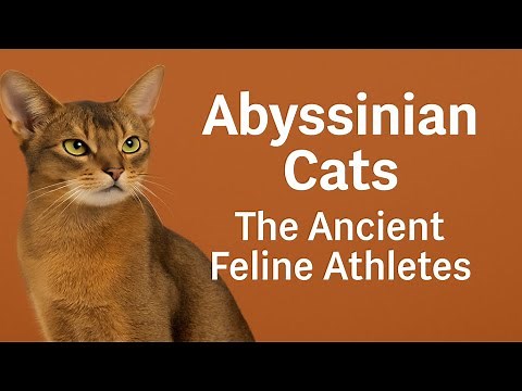 Abyssinian Cats: The Ancient Feline Athletes