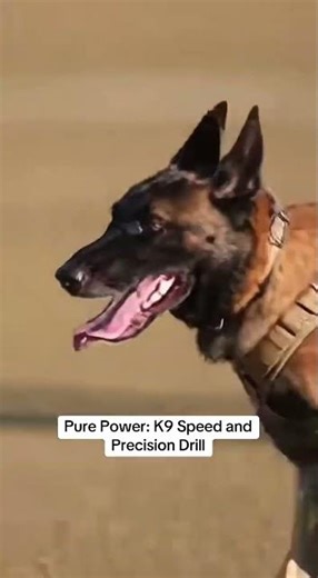 Pure Power: K9 Speed and Precision Drill #militarylife