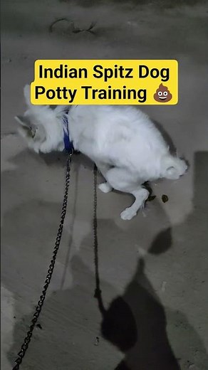 Indian Spitz Potty Training Tips 🐶🚽 #desidoglove #indianspitz #dogshorts #spitzpuppy #spitztraining