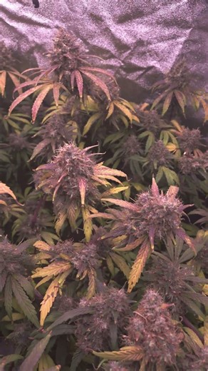 Natural phenomenon in the tent 😍 Autumn colors documented