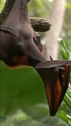 Bats Are the Only Flying Mammals