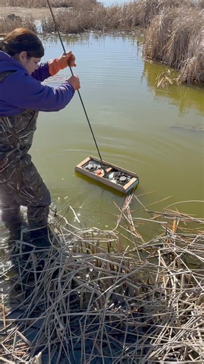 Muskrat trapping! This turned out to be a really good spot | SheTraps