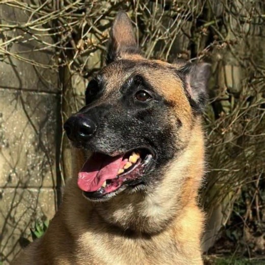 🚨 SOS EXTRÊME URGENCE FOURRIÈRE IDF RECHERCHE FALD OU POTENTIELLE FAMILLE ADOPTIVE AVEC PÉRIODE FA OBLIGATOIRE OU AUTRE ASSOCIATION SÉRIEUSE AVEC FA 🚨 PERLE est une femelle Berger Belge Malinois âgée de 7 ans, elle se retrouve en fourrière car sa propriétaire est actuellement hospitalisée et ne reviendra pas la chercher ... PERLE ne comprend pas la situation, elle attend en vain mais le box de fourrière l'use et l'abîme, elle se blesse le museau a force de rester derrière les barreaux. A 7 ans