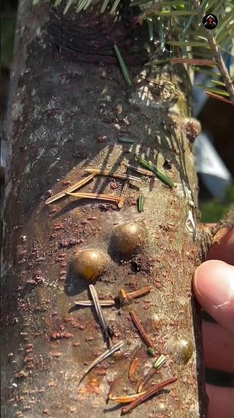 Why Does This Tree Have Pimples?