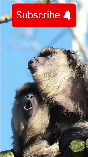 #Original Sound of Howler Monkey! "09 11 2025" #cat#animals