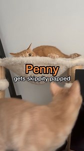 oh how the turn tables | Penny the Ginger Cat