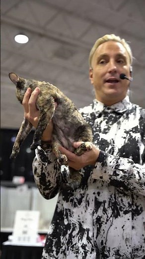 😼 Curly-Coated Devon Rex Wows the Judges!