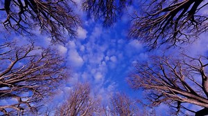 Trees, Forest, Sky. Free Stock Video