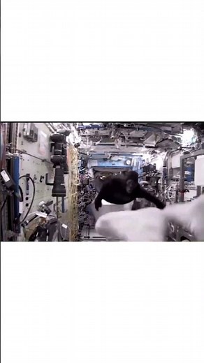 Astronaut Mark Kelly's Gorilla suit prank on the ISS | #shorts
