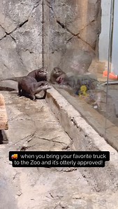 2.1K views · 1.1K reactions | It’s a truck thing  Check out the Asian small-clawed otters on your next visit to Rainforest Adventures! #rainforestadventurezoo #visitsevierville #rainforestadventureszoo #smokymountains #gatlinburg #zoobaby #otterlife #otter | Rainforest Adventures | Facebook