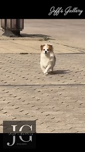 3.4K views · 89 reactions | Un perrito modelando | Jeff's Gallery | Facebook